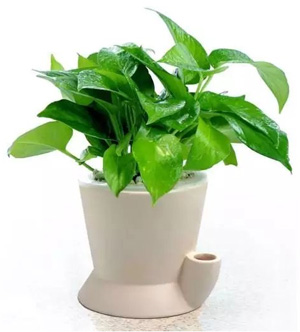 植物去辦公家具異味 植物去辦公家具異味